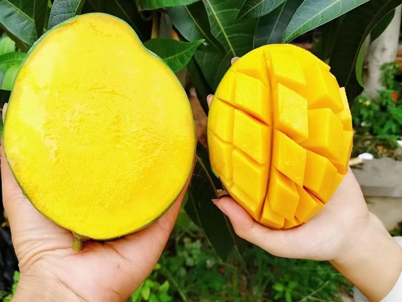 攀枝花凯特大芒果