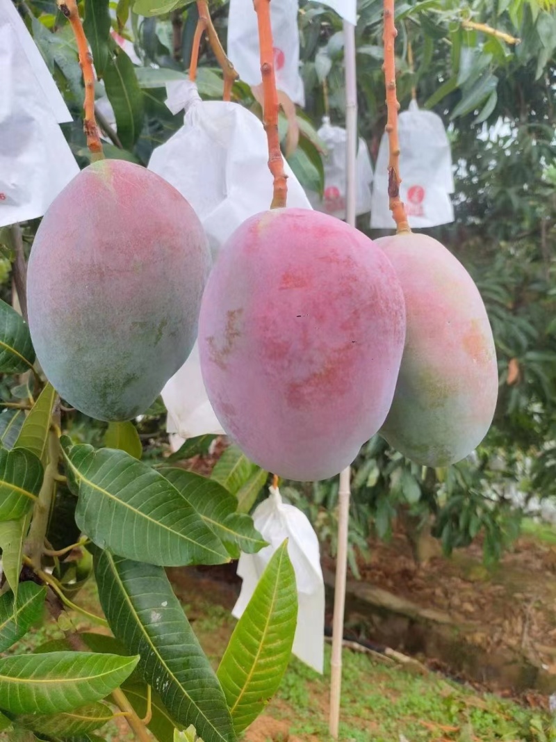 攀枝花凯特大芒果