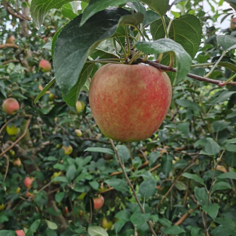 鲁丽苹果
