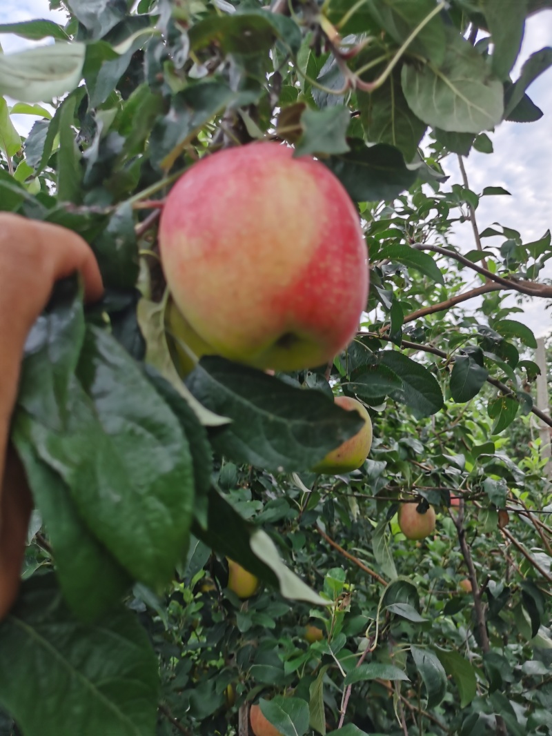 鲁丽苹果