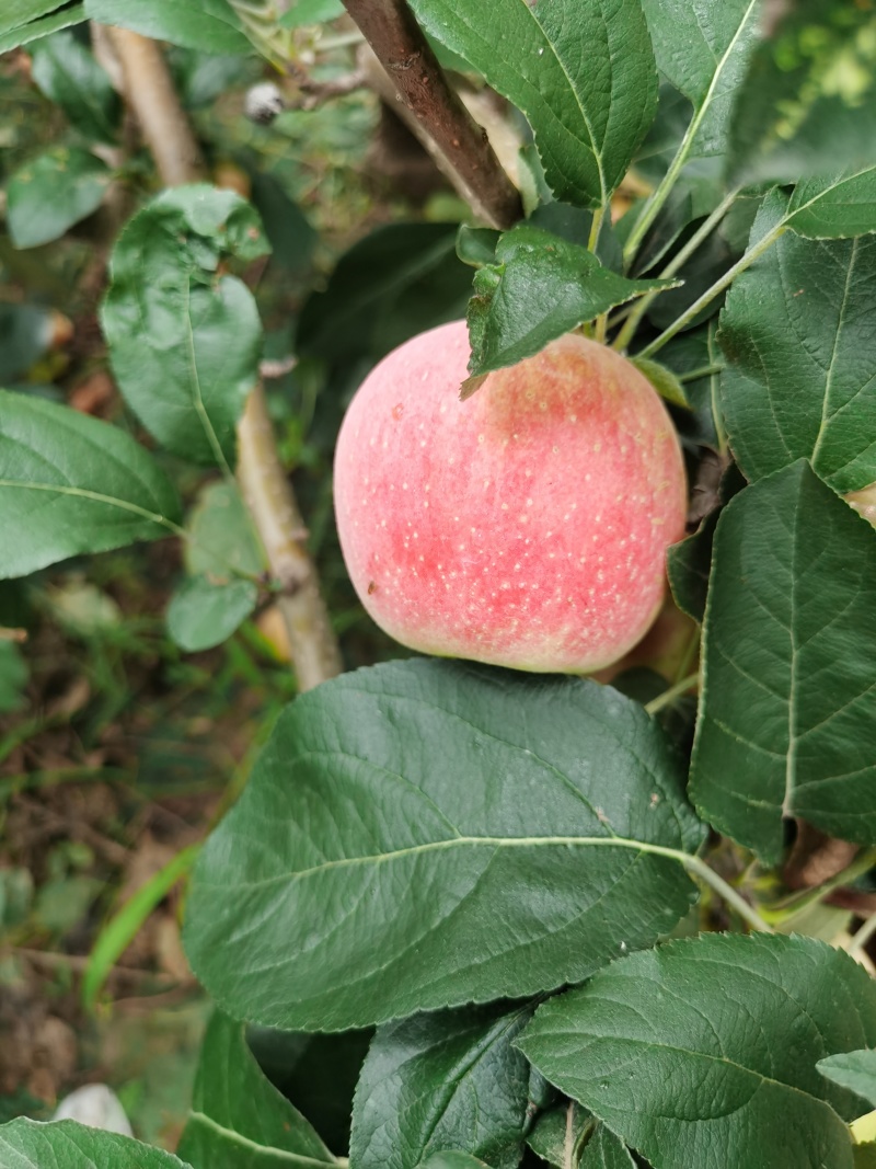 鲁丽苹果