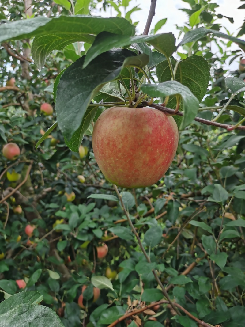 鲁丽苹果