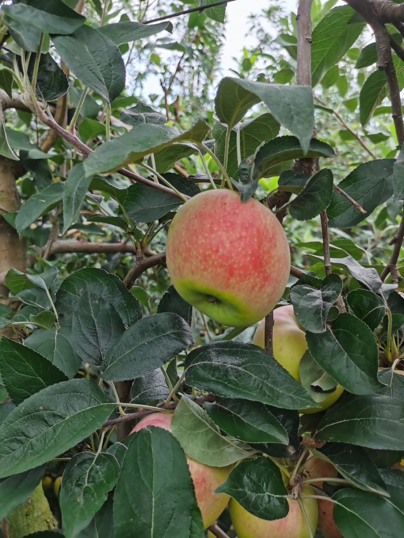 鲁丽苹果