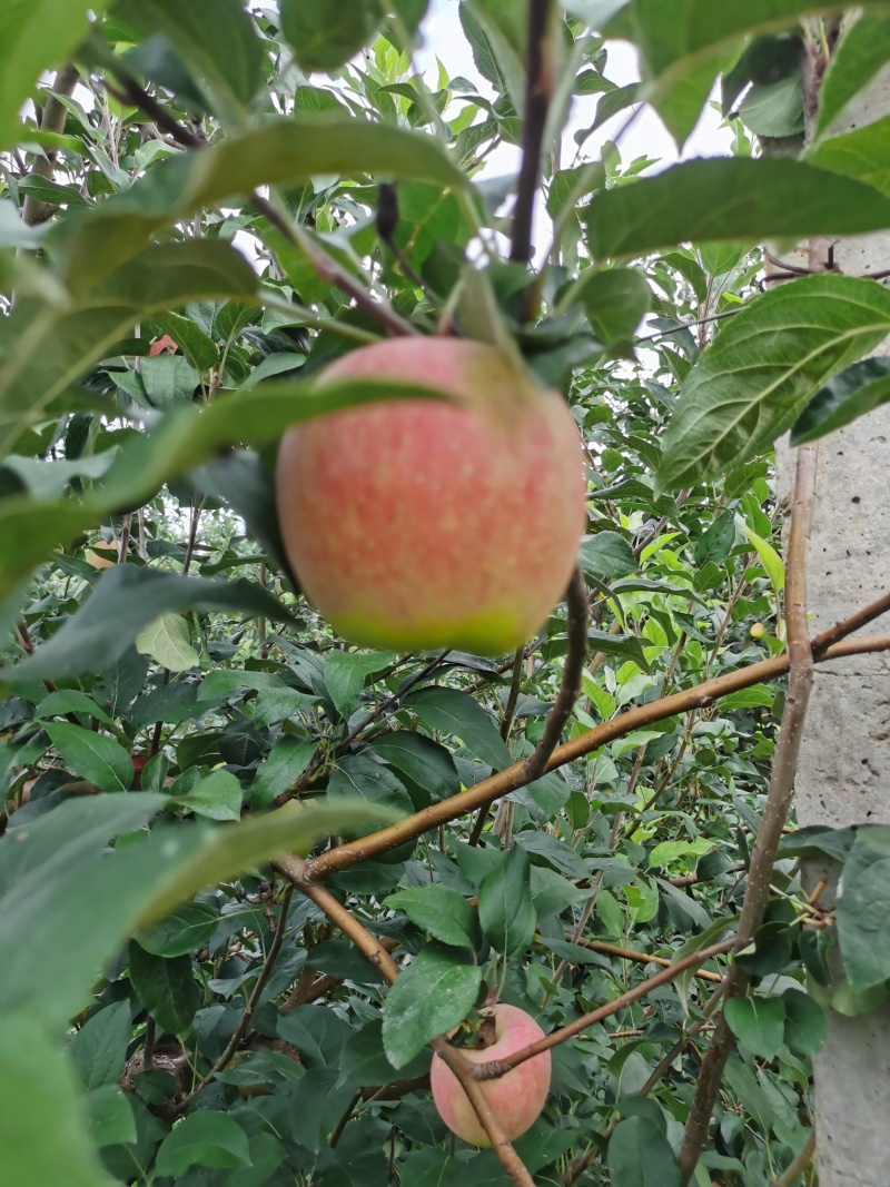 鲁丽苹果