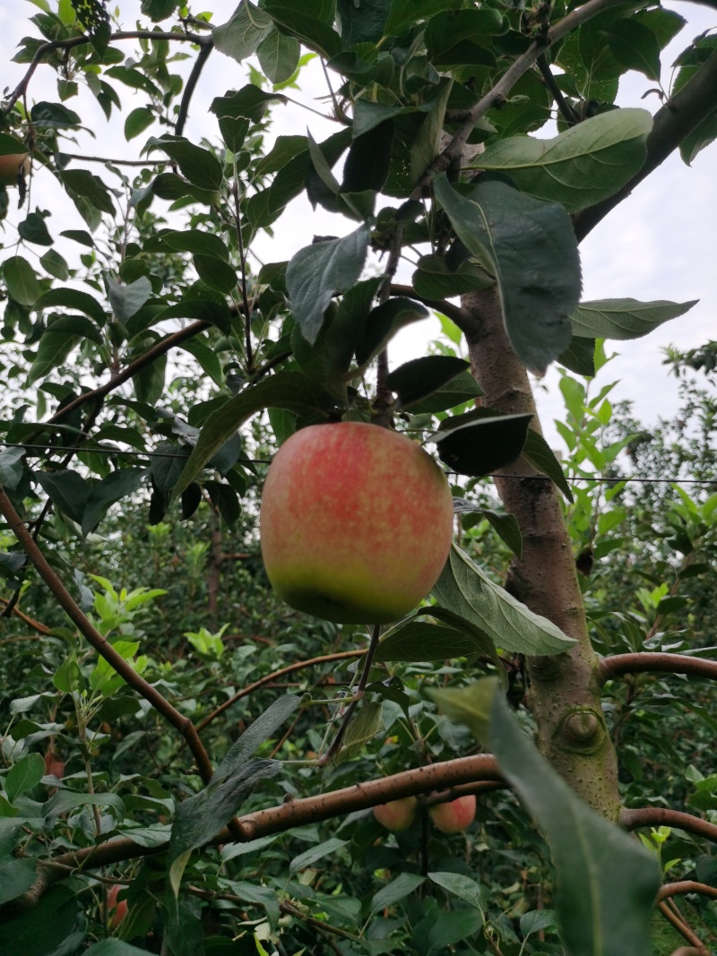 鲁丽苹果