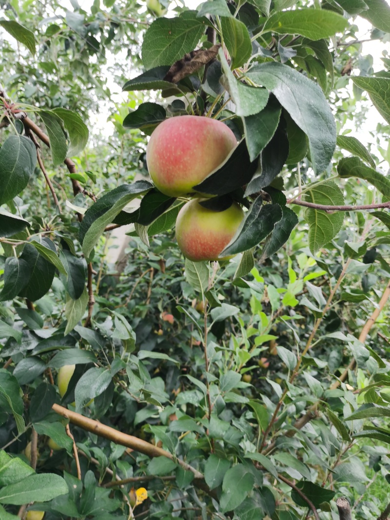 鲁丽苹果