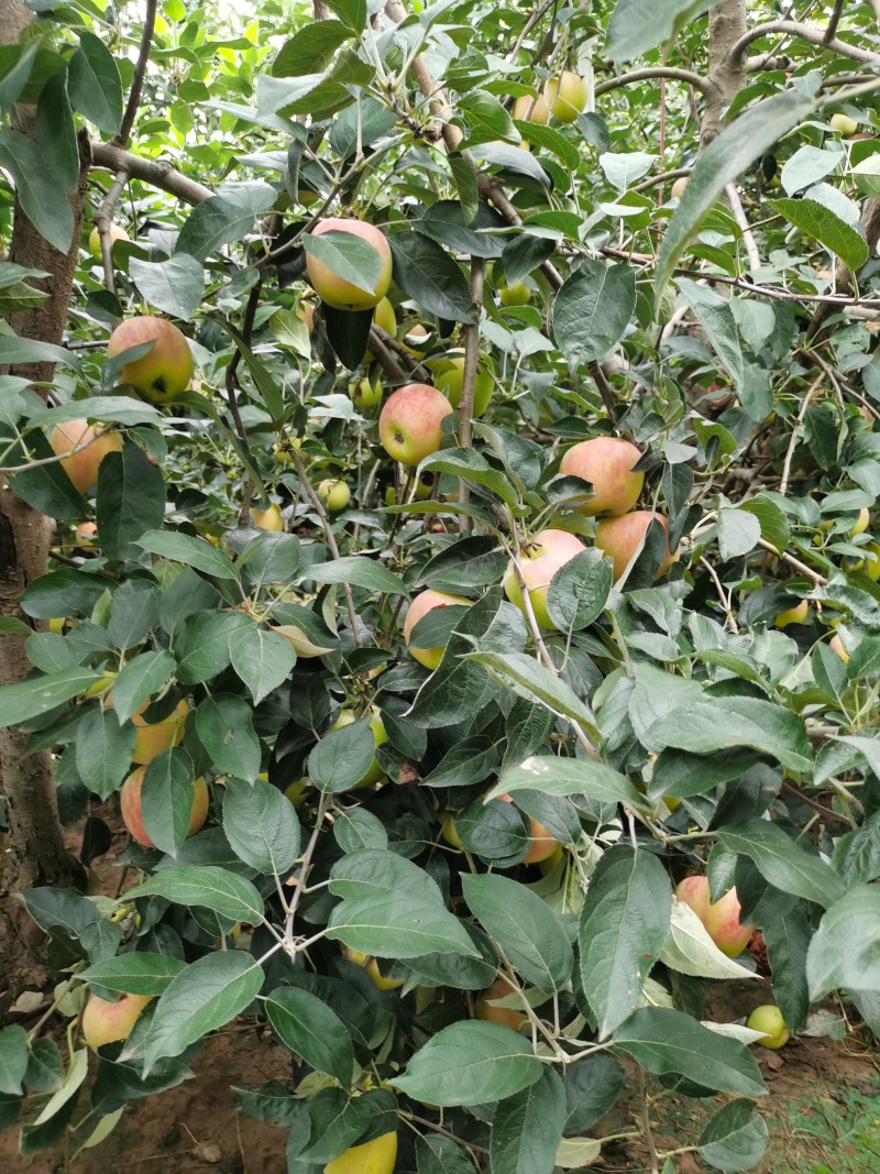 鲁丽苹果