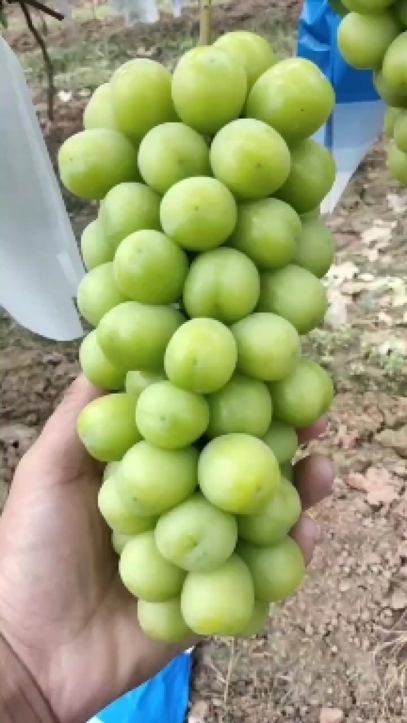 山西临猗阳光玫瑰葡萄大量供应中，对接商超，外贸，罐头厂