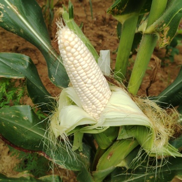 武隆高山928
