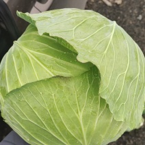 铁头甘蓝