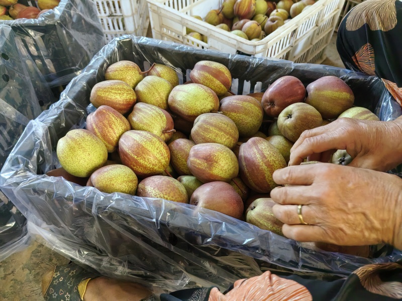 彩虹梨，七彩梨，脆甜多汁，来电优惠