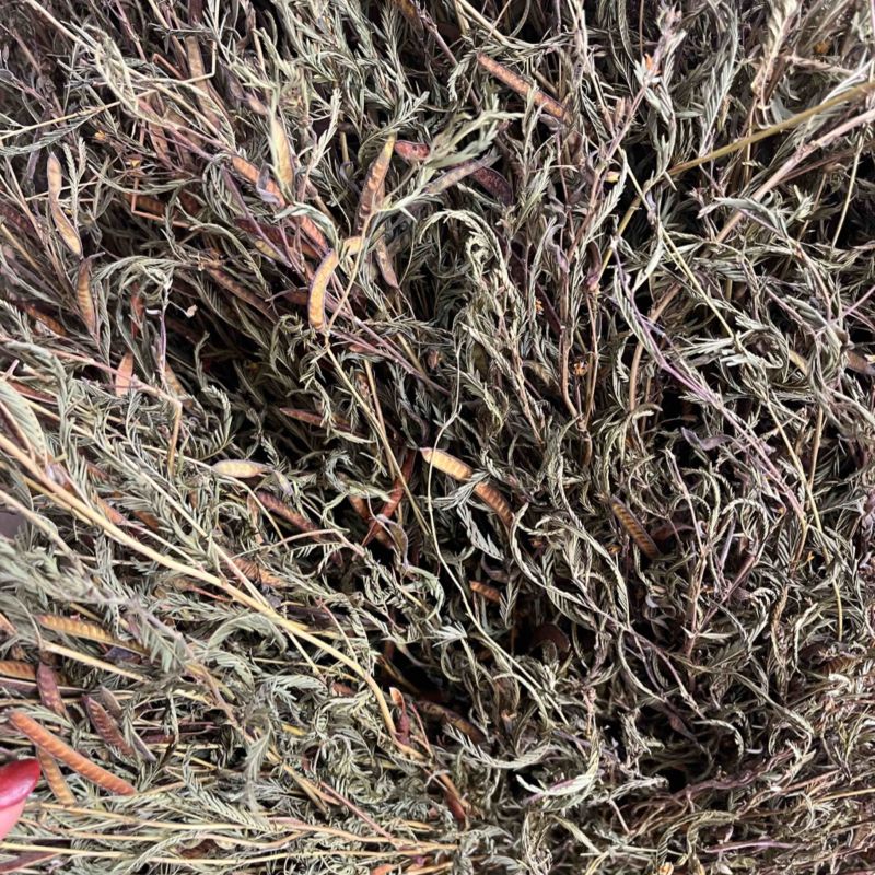 软肝草软肝草全棵切段两种支持线上交易