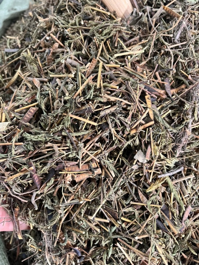 软肝草软肝草全棵切段两种支持线上交易
