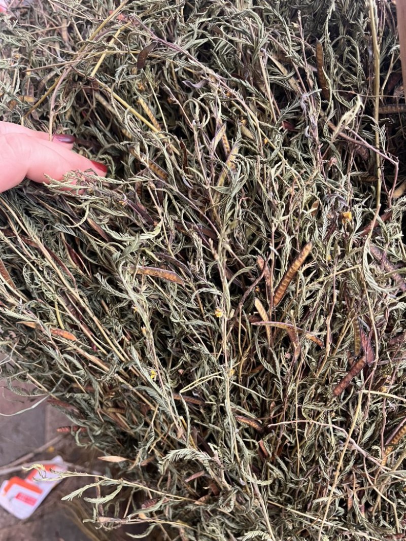 软肝草软肝草全棵切段两种支持线上交易