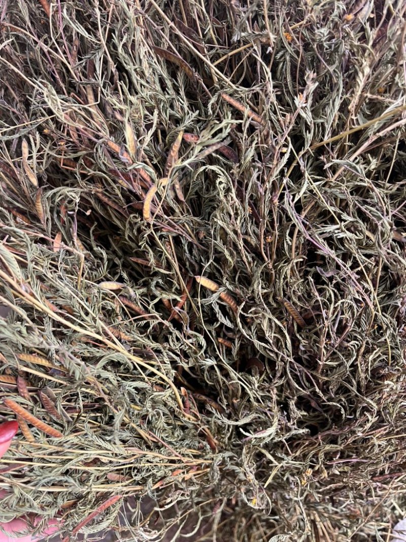 软肝草软肝草全棵切段两种支持线上交易