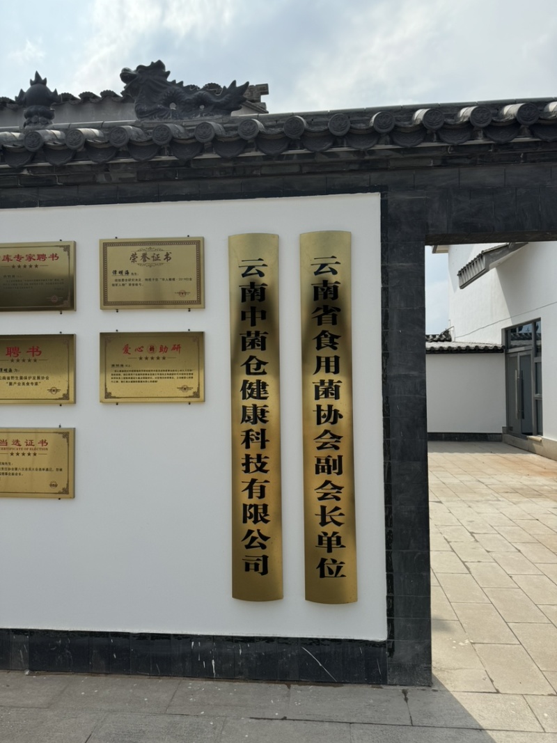 正宗云南高山林下仿野种植6-8cm羊肚菌，羊肚菌