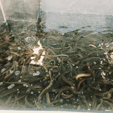 孟加拉黄鳝，不是养殖，口感脆嫩(精品)