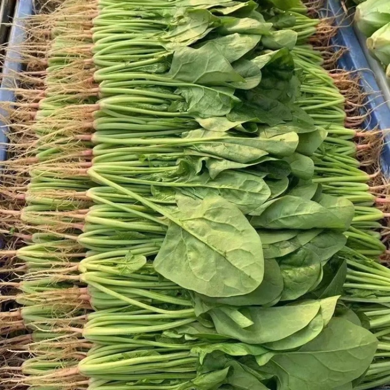 菠菜大叶菠菜山东菠菜产地直发供应全国市场电商