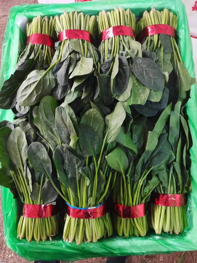 菠菜大叶菠菜山东菠菜产地直发供应全国市场电商