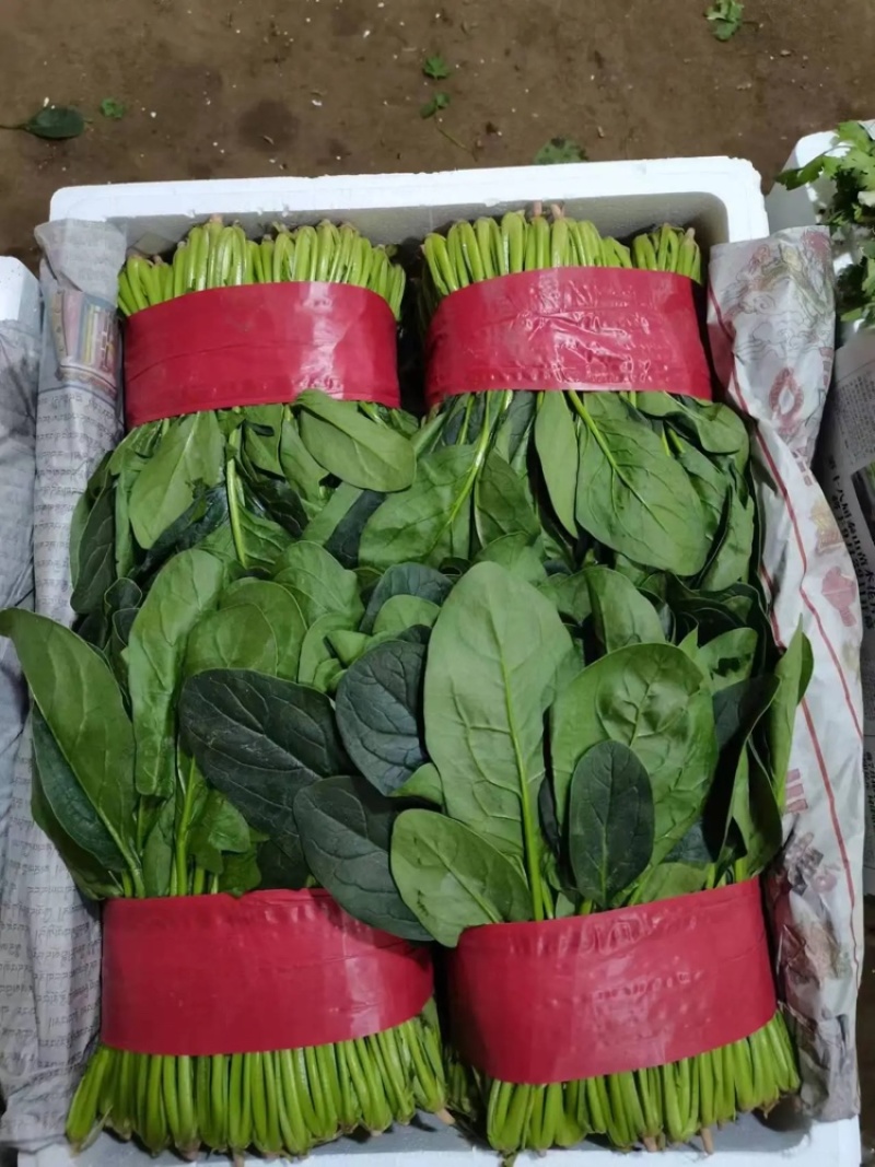 菠菜大叶菠菜山东菠菜产地直发供应全国市场电商