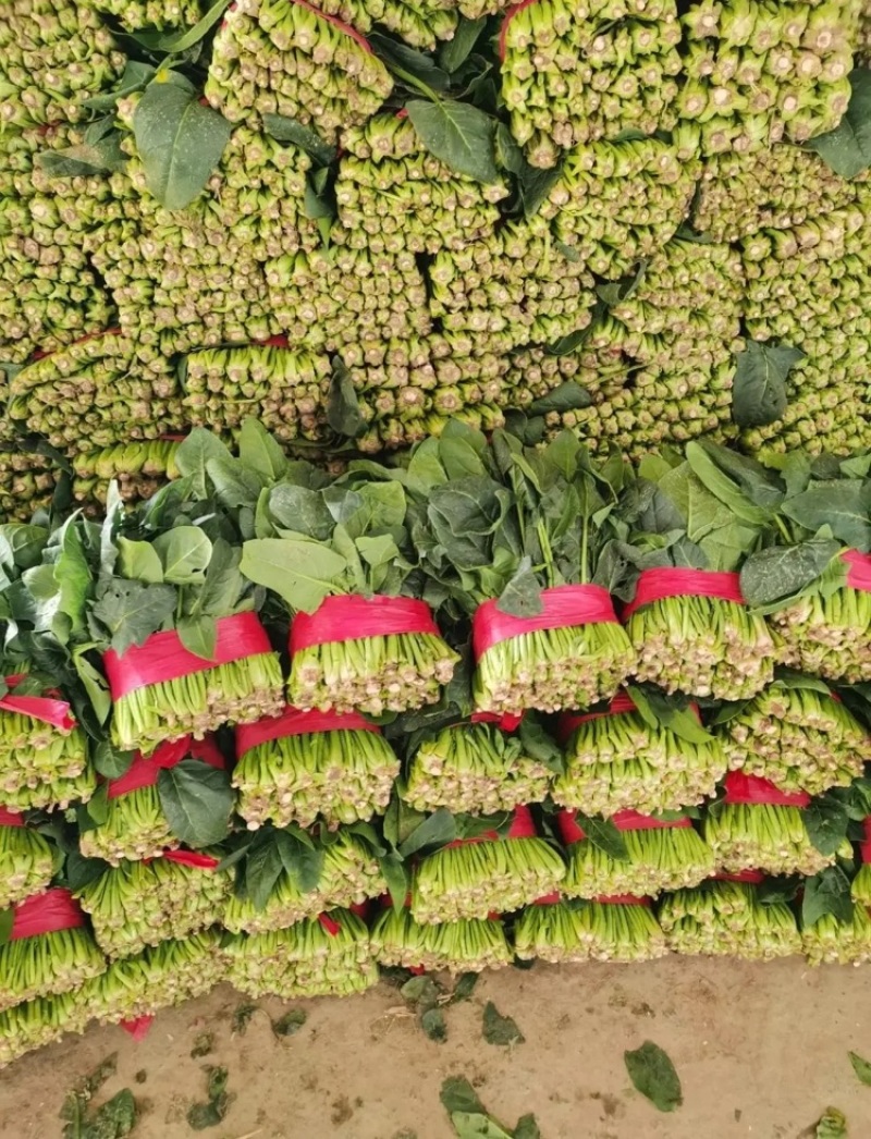 菠菜大叶菠菜山东菠菜产地直发供应全国市场电商