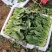 菠菜大叶菠菜山东菠菜产地直发供应全国市场电商