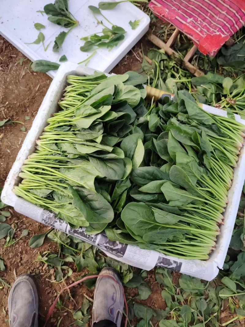 菠菜大叶菠菜山东菠菜产地直发供应全国市场电商