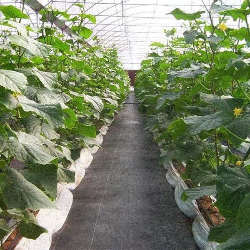 防草布除草布防草编织布园林除草果园防草布中药防
