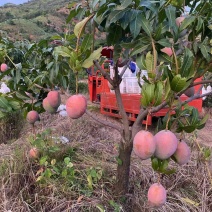 攀枝花凯特芒