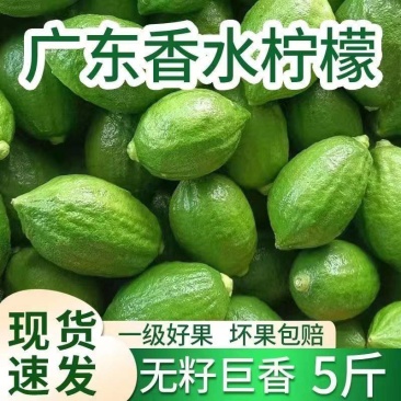 正宗广东香水柠檬无籽青柠檬新鲜水果现摘3/5斤奶茶店专用
