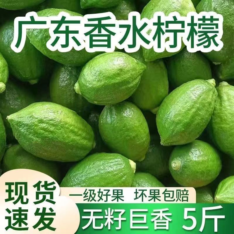 正宗广东香水柠檬无籽青柠檬新鲜水果现摘3/5斤奶茶店专用