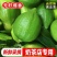 正宗广东香水柠檬无籽青柠檬新鲜水果现摘3/5斤奶茶店专用
