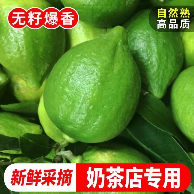 正宗广东香水柠檬无籽青柠檬新鲜水果现摘3/5斤奶茶店专用
