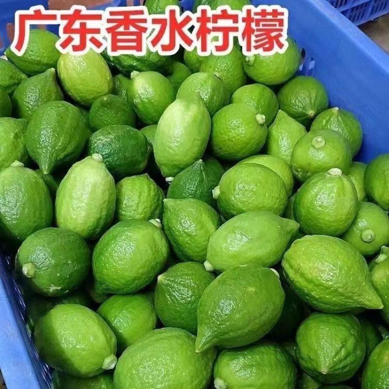 正宗广东香水柠檬无籽青柠檬新鲜水果现摘3/5斤奶茶店专用