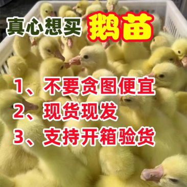 济源三花鹅苗包防疫包运输包成活率货到满意付款诚信服务