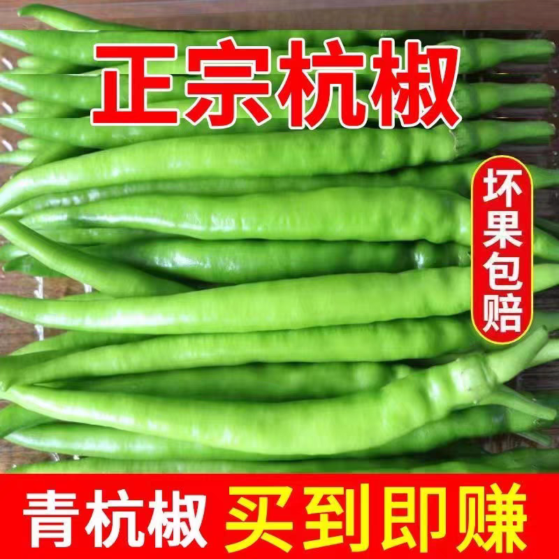 杭椒产地看货论价高山品质产地货源充足无中间商