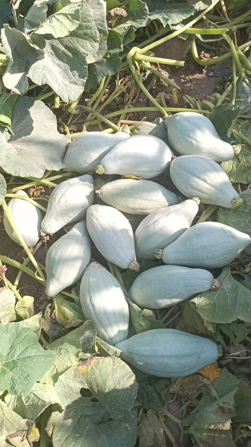 沙漠丑瓜