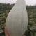 沙漠丑瓜