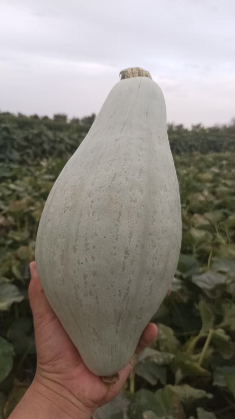沙漠丑瓜