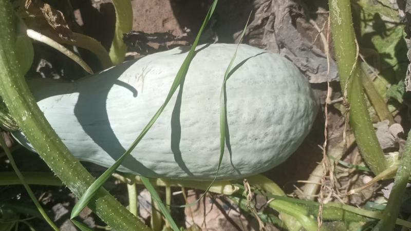 沙漠丑瓜