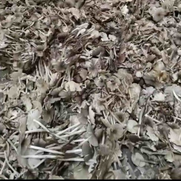 开伞鸡纵大量有货