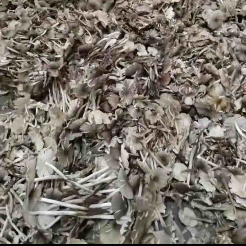 开伞鸡纵大量有货
