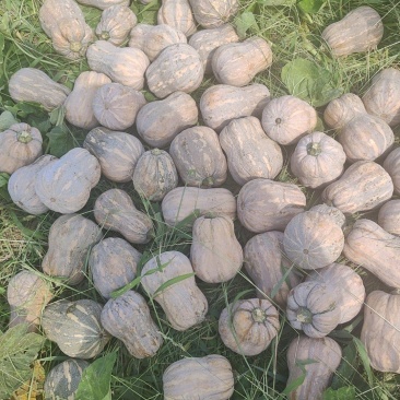 花生南瓜小糯仔