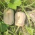 花生南瓜小糯仔
