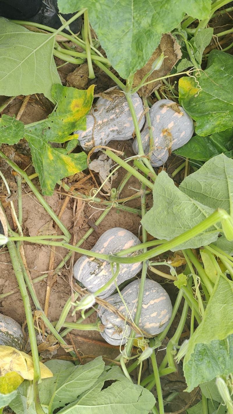 花生南瓜小糯仔