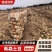 【希森土豆】武川土豆产地一手货源对接全国市场电商