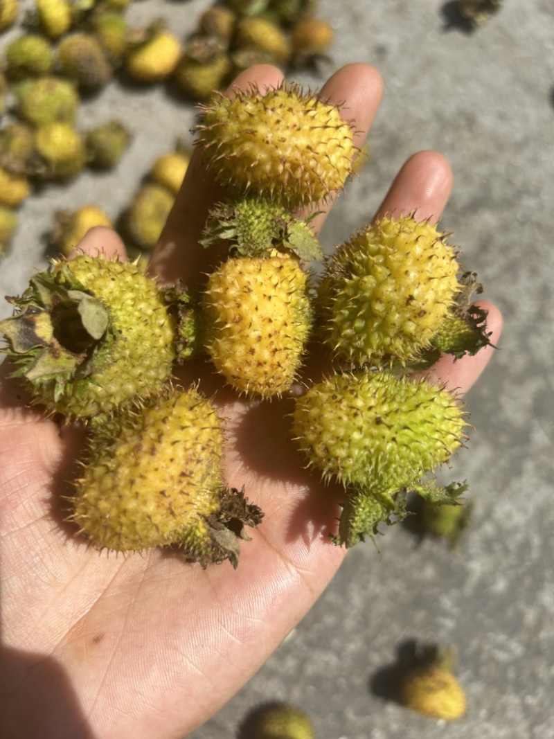 刺梨野生刺梨干无硫25年新货产地一手批发量大从优