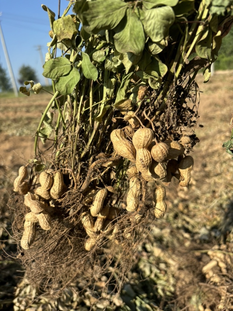 陕西省大荔县沙地种植大角花生大量上新