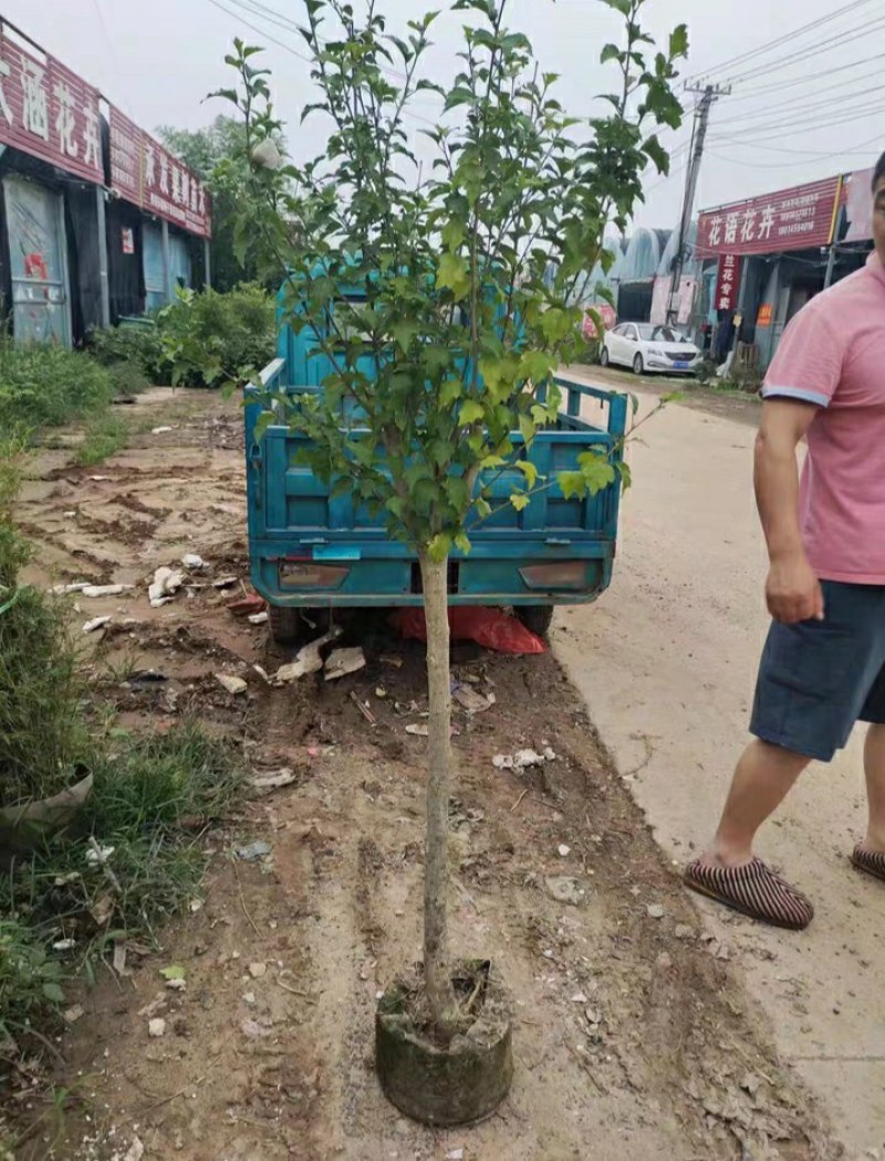 木槿木槿苗，根径两公分，开花有单瓣有重瓣，可选。