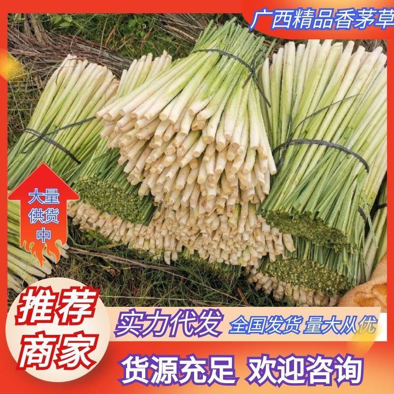 广西柠檬香茅草自家基地种植产地发货一手货源价格优惠